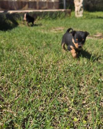 Pinscher