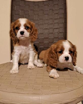 Cavalier King cuccioli