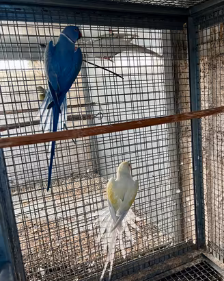 Pappagalli coppia