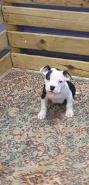 American bully maschi e femmine