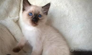 Gattina siamese