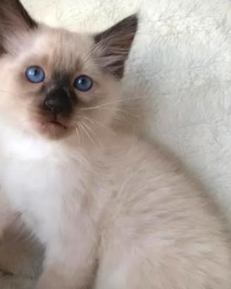 Gattina siamese