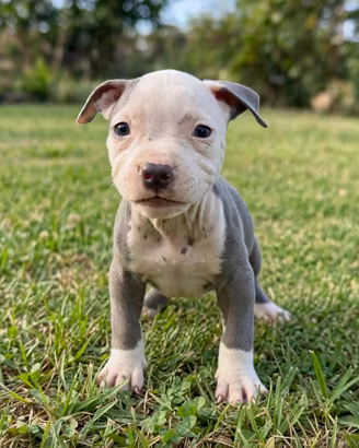 Pitbull