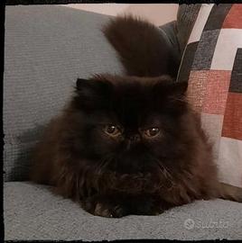 Dolcissimo cucciolo persiano 