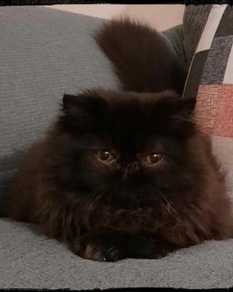 Dolcissimo cucciolo persiano 