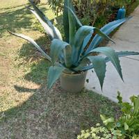 Agave 