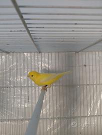 Canarini  giallo intenso  e brinato