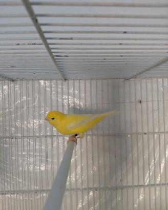 Canarini  giallo intenso  e brinato
