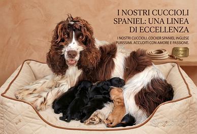 Cocker spaniel inglese Disponibili da luglio