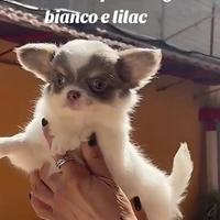 Chihuahua maschietto Bianco pelo lungo con pedigre