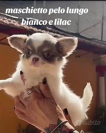 Chihuahua maschietto Bianco pelo lungo con pedigre