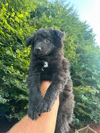 Cuccioli di cane