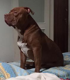 american bully xl per monta 