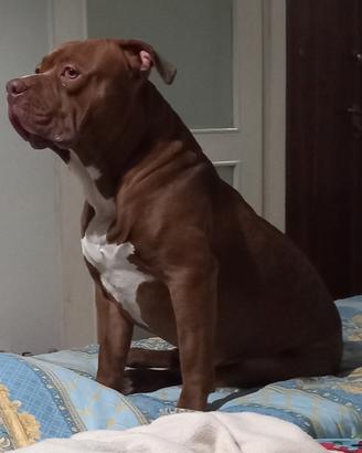 american bully xl per monta 