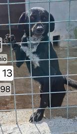 BLACKY 3 ANNI taglia media “Io sono Blacky,