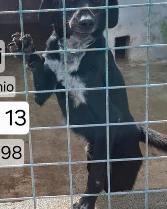 BLACKY 3 ANNI taglia media “Io sono Blacky,