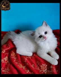 Ragdoll con pedegree