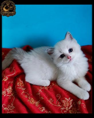 Ragdoll con pedegree