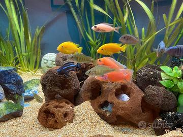 Tunnel Per Acquario Betta E Gamberetti - Rifugio Galleggiante Con Design Naturale | Per Ridurre Lo Stress Dei Pesci - Foto 7