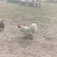 Galli cocincina Nani