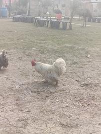 Galli cocincina Nani