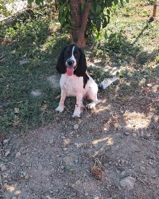 cane da tartufo Springer 10 mesi