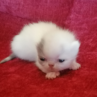 Cuccioli exotic shorthair alta geneologia