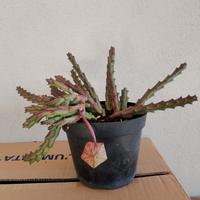 piantina di Staphelia