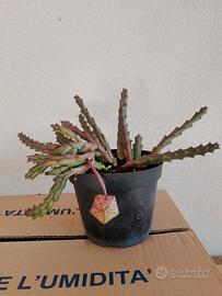 piantina di Staphelia