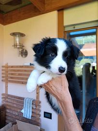 Border Collie con pedigree