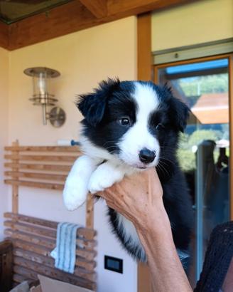 Border Collie con pedigree