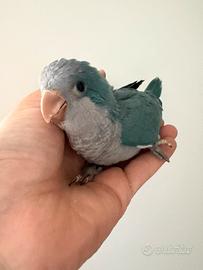 Parrocchetti monaci blu
