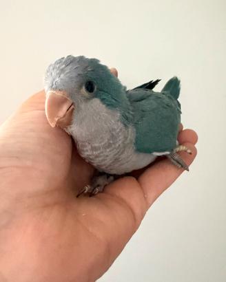 Parrocchetti monaci blu
