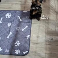 Yorkshire terrier maschietto in pronta consegna