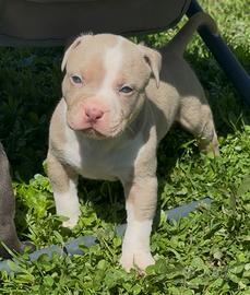 American pitbull terrier