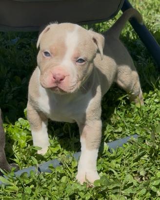 American pitbull terrier