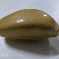 Telefono Grillo a guscio conchiglia