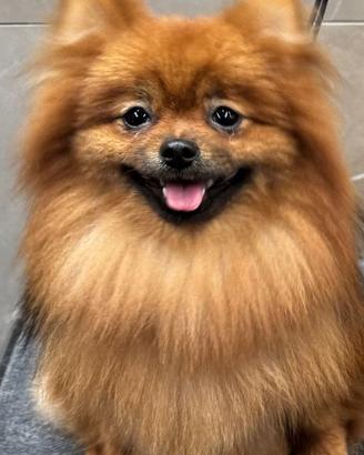 Sophi pomerania pedigreenci