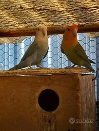 Coppia inseparabili