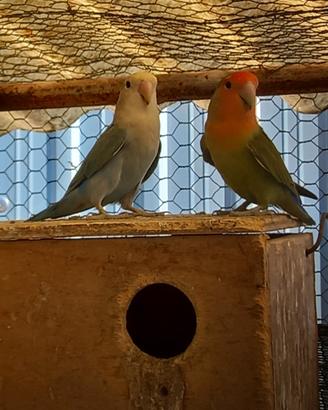 Coppia inseparabili
