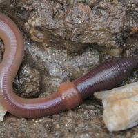 Lumbricus Terrestris