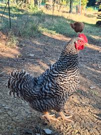 Galline e gallo Amrocks (non consanguinei)