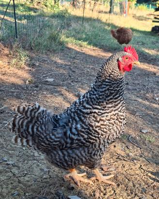 Galline e gallo Amrocks (non consanguinei)