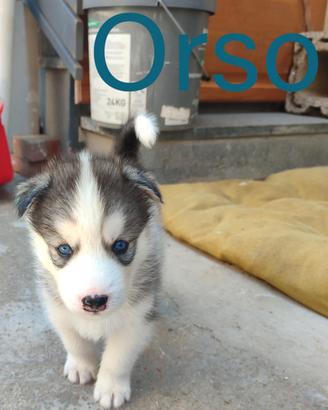 Cuccioli di siberian husky