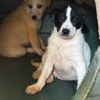 Olly cane due mesi taglia medio grande