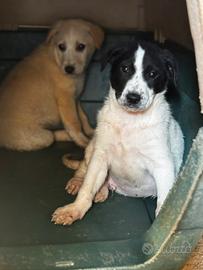 Olly cane due mesi taglia medio grande