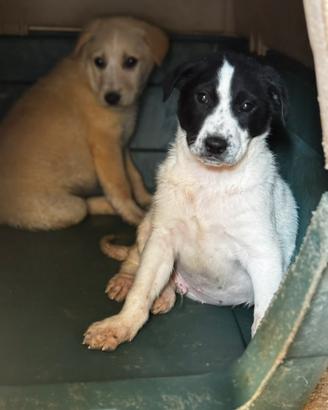 Olly cane due mesi taglia medio grande