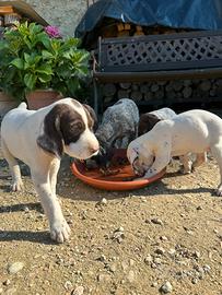 Cuccioli da tartufo