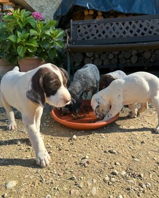 Cuccioli da tartufo