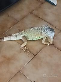 Iguana maschio